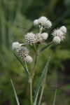 Yuccaleaf eryngo <BR>Northern rattlesnake master